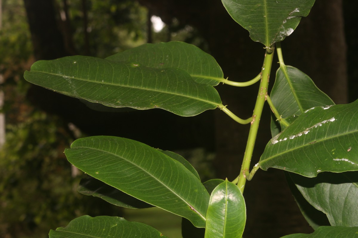 Sapium stylare Müll.Arg.